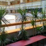 Растения в кашпо для офиса